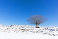 Lonely tree in winter Royalty Free Stock Photo