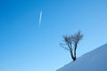 Lonely tree in the winter mountains Royalty Free Stock Photo