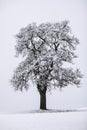 Lonely tree in a winter scene covered with snow Royalty Free Stock Photo