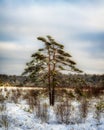 Lonely Tree at Wintertime