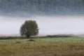 Lonely tree in the wisps of fog