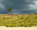 Lonely tree and wooden stairs by the seashore Royalty Free Stock Photo