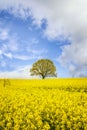 Lonely tree in a yellow canola field Royalty Free Stock Photo