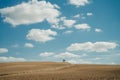 lonely tree on a yellow field. blue sky with clouds Royalty Free Stock Photo