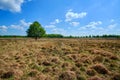 Lonely tree, yellow grass field, green trees background beautiful blue sky with white clouds Royalty Free Stock Photo