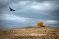 Lonely tree with yellow leaves on a hill early autumn with a dramatic blue sky with big flying black bird silhouette - raven crow Royalty Free Stock Photo