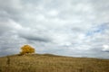 Lonely tree with yellow leaves on a hill early autumn with a dramatic blue sky Royalty Free Stock Photo