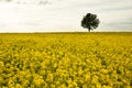 Lonely tree in a yellow rape field Royalty Free Stock Photo