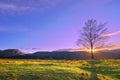 Lonely treee at sunset near Itxina mountain Royalty Free Stock Photo