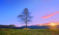 Lonely treee at sunset near Itxina mountain Royalty Free Stock Photo