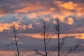 Lonely trees against the background of a colored sky Royalty Free Stock Photo