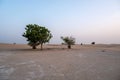 Al Qudra empty quarter seamless desert sahara in Dubai UAE