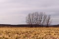 Lonely trees on a dry grassland in Tupungato, Mendoza, Argentina