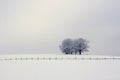Lonely Trees on a Snowy Plain