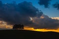 Lonely trees on the hill after rain Royalty Free Stock Photo