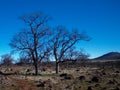 Lonely Trees at Jedediah's Overlook