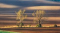 Lonely trees in moravian fields at colorful sunset in spring Royalty Free Stock Photo