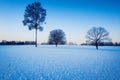 Lonely trees in snowy field