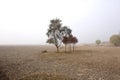 Lonely trees on vast field Royalty Free Stock Photo