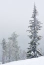 Lonely trees, whitened by falling snow