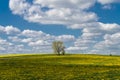 Lonely trees in a yellow dandelion meadow Royalty Free Stock Photo