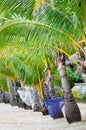 Lonely tropical beach Royalty Free Stock Photo