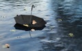 Umbrella on the Water Surface