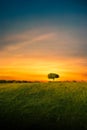 Lonely umbrella tree in a green field against the background of sunset sunlight Royalty Free Stock Photo