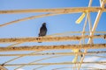 Lonely urban pigeon dove sits on yellow crossbeams against a blue sky.