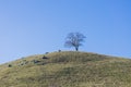 Lonely valley oak tree on top of a hill on a blue sky background, California Royalty Free Stock Photo