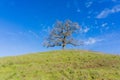 A lonely valley oak tree on top of a hill, Coyote Lake - Harvey Bear Park, Morgan Hill, California Royalty Free Stock Photo