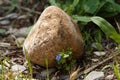 Lonely violet flower protecting itself behind a stone