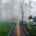 A lonely walk in foggy morning