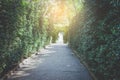 Lonely walk way in summer Royalty Free Stock Photo