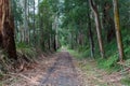 Lonely walking trail in eucalyptus forest, Australia.