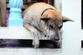 A lonely wall dog in thailand