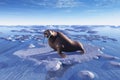 Lonely Walrus