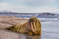 Lonely walrus on a stony bank near the water