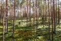 A lonely wanderer in a sunny Pine grove in Soomaa National Park, Estonia Royalty Free Stock Photo