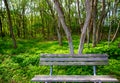 Lonely weathered bench at the jungle forest park Royalty Free Stock Photo
