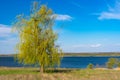 Lonely weeping willow tree against blue cloudless sky on a Dnepr riverside