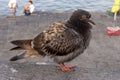 Lonely wet gray grey pigeon on sea coast closeup. Black dove sitting against sea and boats. Royalty Free Stock Photo