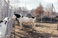 Lonely white albino horse with black spots. Royalty Free Stock Photo