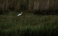 Lonely white bird in dark green landscape