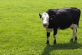 Lonely white-black cow shows its tongue on green meadow. Royalty Free Stock Photo