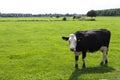 Lonely white-black cow stands on green meadow. Royalty Free Stock Photo