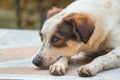 Lonely white brown stray dog lying on the floor