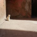 Lonely white cat