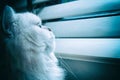 Lonely white chinchilla Persian cat looking out the window for something