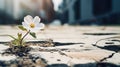 A lonely white flower grows from a crack in the asphalt road. Neutral blurred background. Place for text. Royalty Free Stock Photo